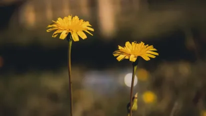 Що одягали 25 травня, щоб відступили хвороби: народні прикмети - фото