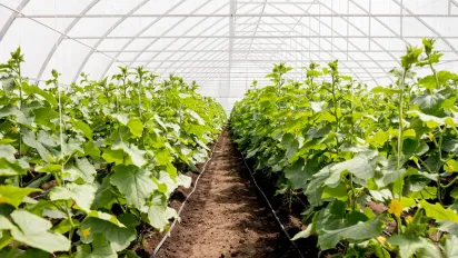 Хитрощі поливу та догляду за огірковими грядками, щоб виростити гарний урожай - фото