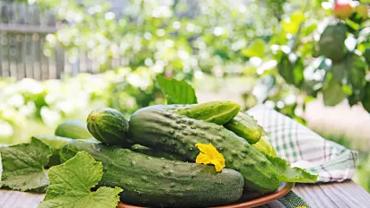 Секрет багатого врожаю: як і чим правильно підживлювати огірки після сходів - фото