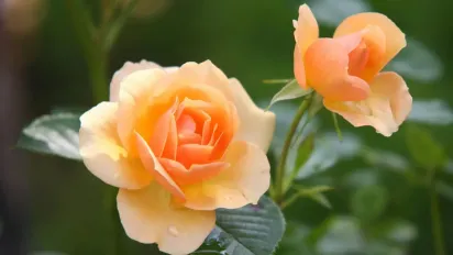 Цей лайфхак для саду знають не всі: як розмножити троянду без щеплення - фото