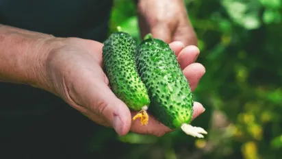 Як врятувати врожай огірків від гіркоти: прості секрети досвідчених дачників - фото