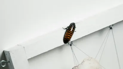 Більше ніяких отрут: як знищити тарганів на кухні, не ризикуючи їжею - фото