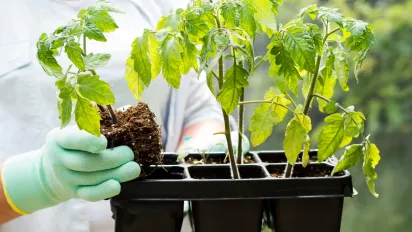 Перше підживлення помідорів у відкритому ґрунті: що найкраще використати - фото