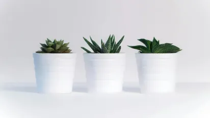 Кімнатні рослини, які не бояться протягів: ідеальні квіти для провітрюваних приміщень - фото