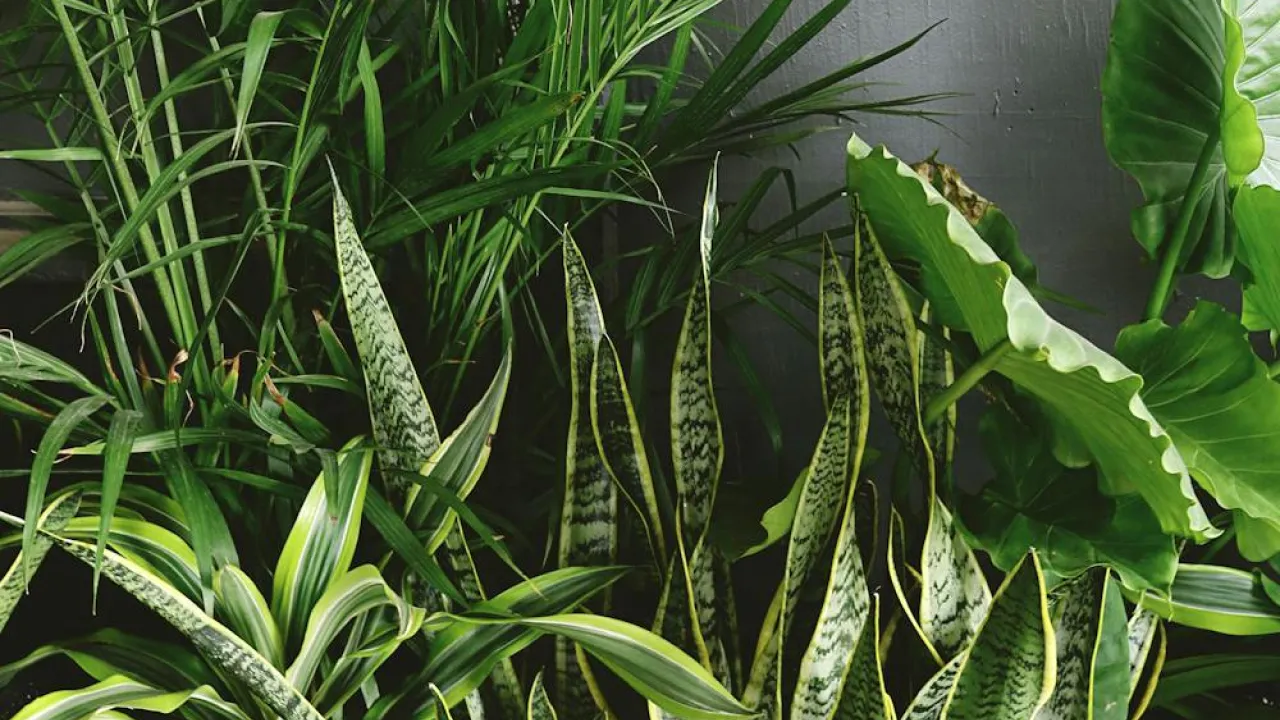 Кращі рослини для тіньових ділянок у вашому саду: створюємо зелений куточок навіть без сонця 