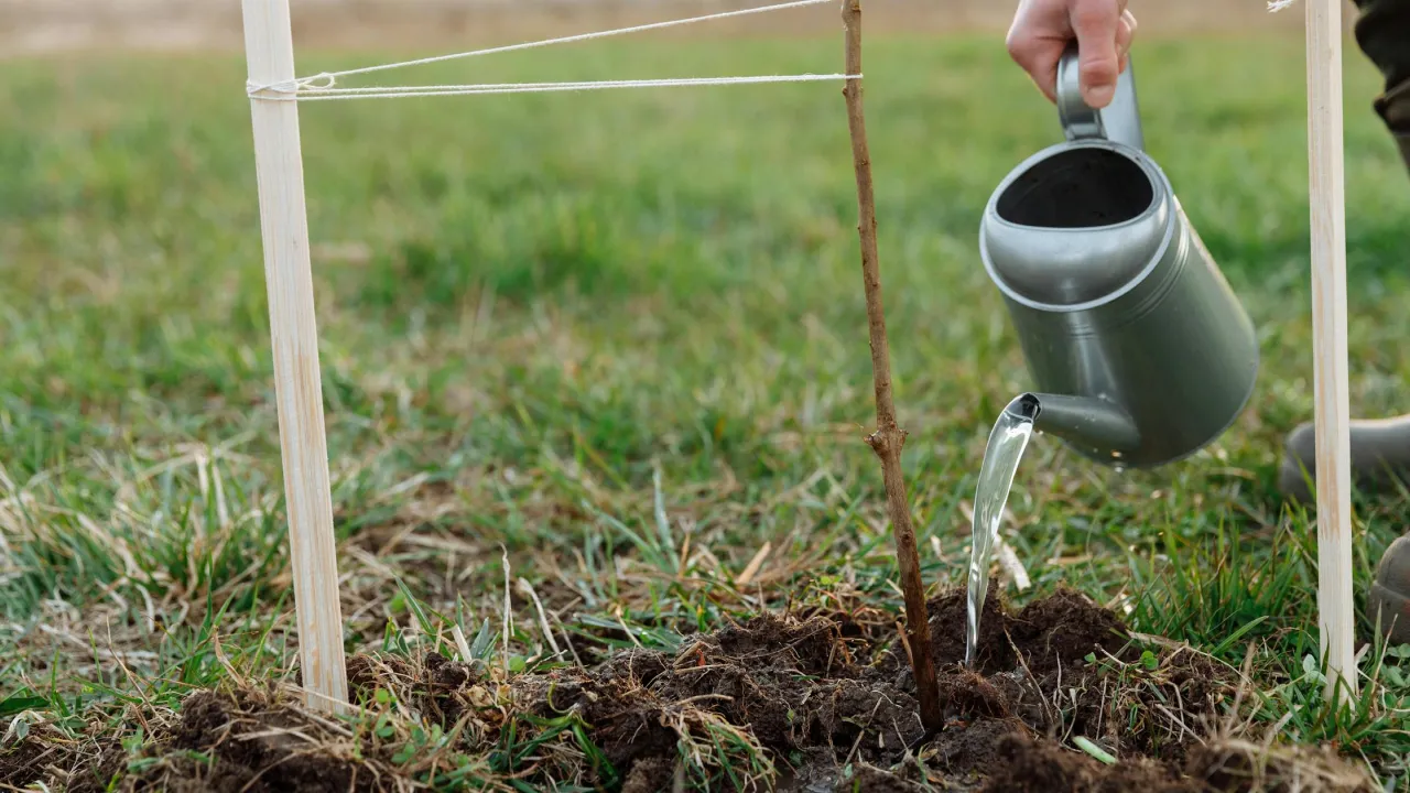Коли у спекотну літню погоду краще поливати город — рано вранці чи ввечері 