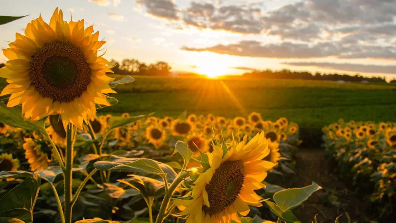 Синоптик розповів, чи стане це літо в Україні рекордним за спекою 