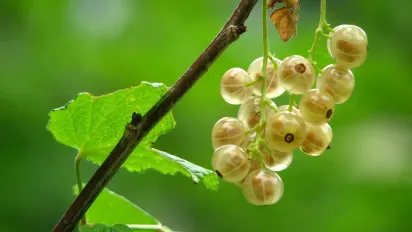Підживіть аґрус пивом у червні — і врожай здивує: старий спосіб, що працює - фото
