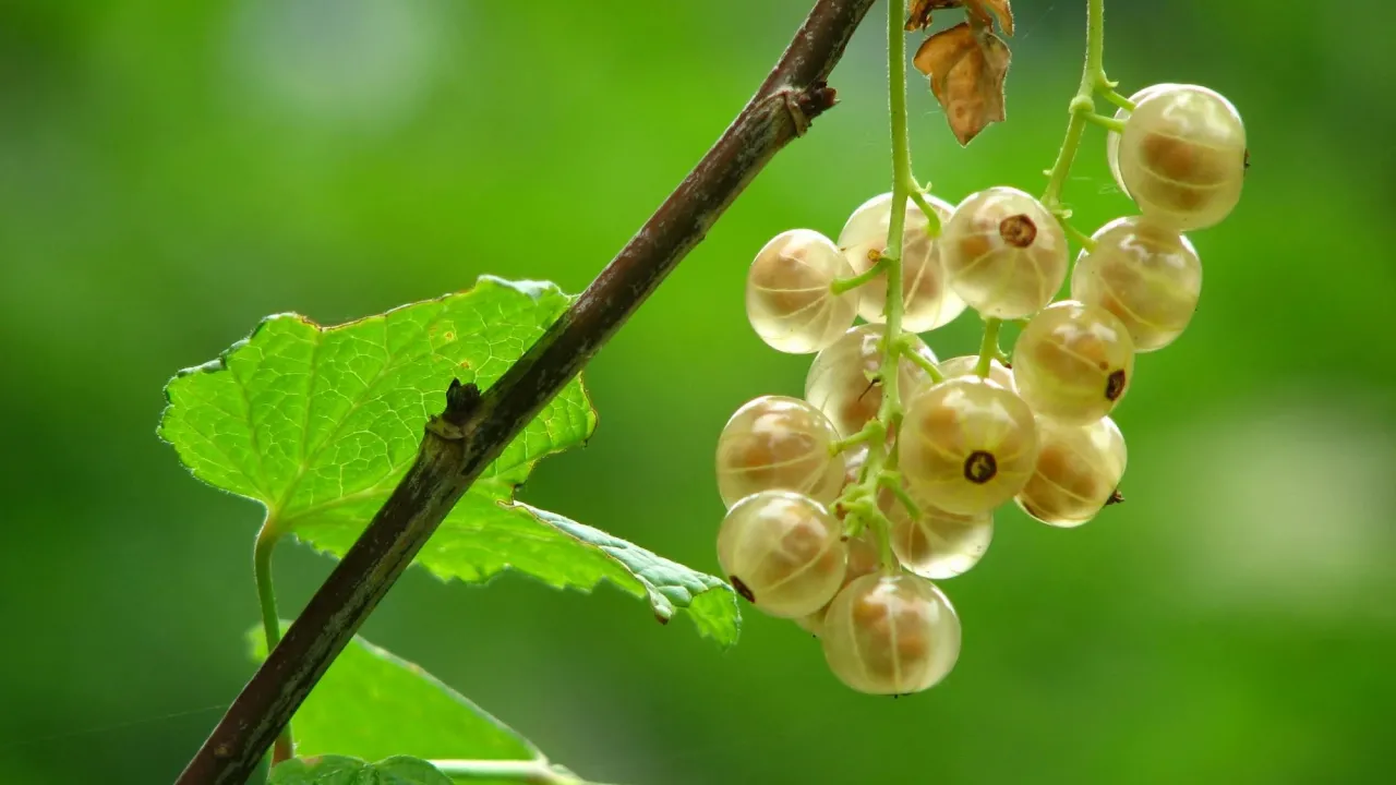 Підживіть аґрус пивом у червні — і врожай здивує: старий спосіб, що працює 