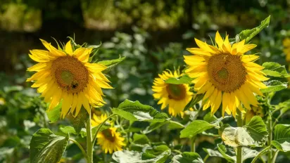 Синоптикиня спрогнозувала, з якої погоди розпочнеться в Україні літо - фото