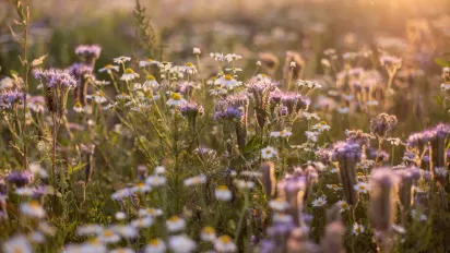Що треба розкласти по кутках 1 червня, щоб у домі був лад: народні прикмети - фото