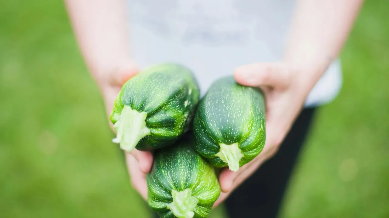 Що робити, якщо кабачки починають гнити на городі: поради для дачників 