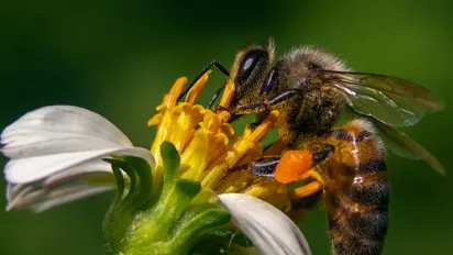 Жодна бджола не залетить у будинок з цією рослиною: бояться запаху як вогню - фото