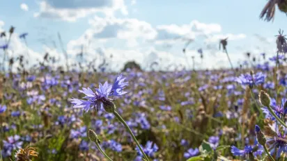 Що роздавали 2 червня, щоб притягнути гроші: народні прикмети - фото