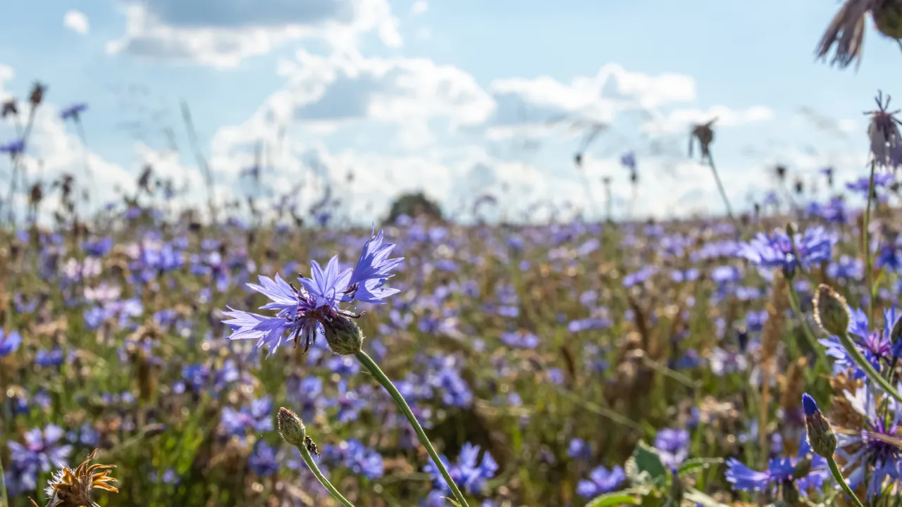 Що роздавали 2 червня, щоб притягнути гроші: народні прикмети 