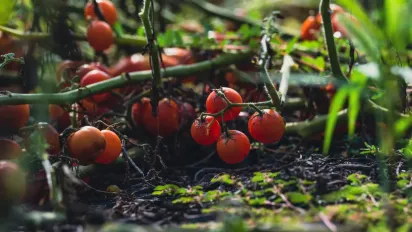 Що додати у воду для обприскування, щоб помідори плодили краще - фото