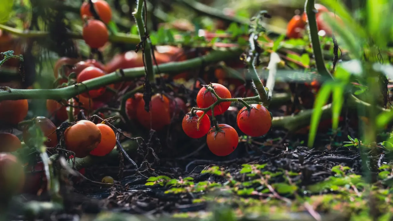 Що додати у воду для обприскування, щоб помідори плодили краще 