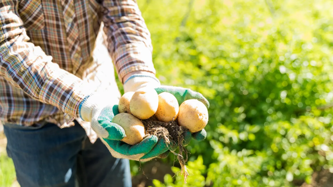 Як і чим підживити картоплю: найкращі варіанти для рясного врожаю 