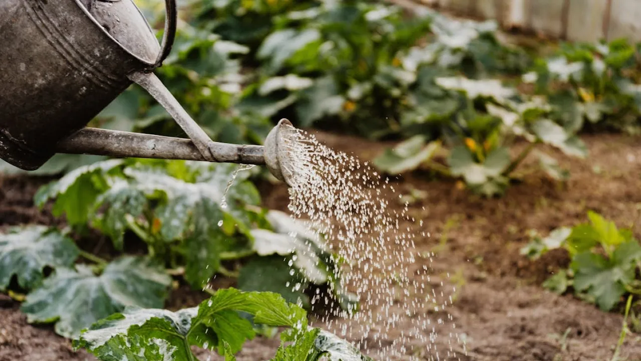 Добрива мають потенціал знижувати шкоду від посух: дослідження вчених 