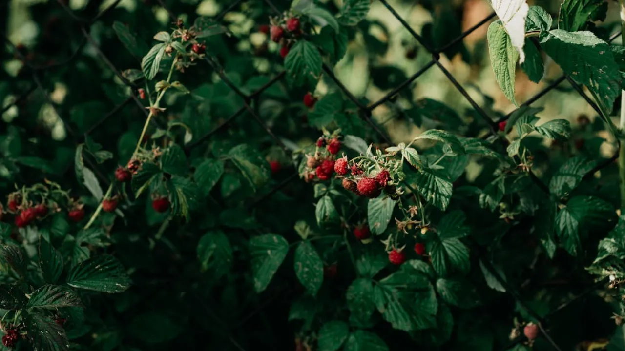 Як і коли правильно видаляти кореневу поросль малини для значного підвищення врожайності 