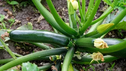 Що робити, щоб кабачки не гнили на грядці: важливі нюанси вирощування - фото