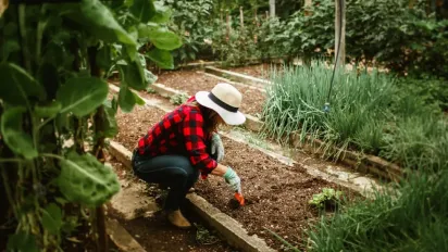 Коли рослинам обов’язково потрібне мульчування - фото