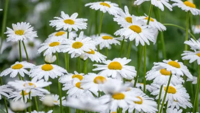 Погода на 3 червня: грози, зливи та спека до +32° - фото