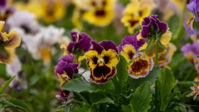 Що робили із вікнами та дверями 3 червня, щоб із дому пішли хвороби та негаразди: народні прикмети - фото