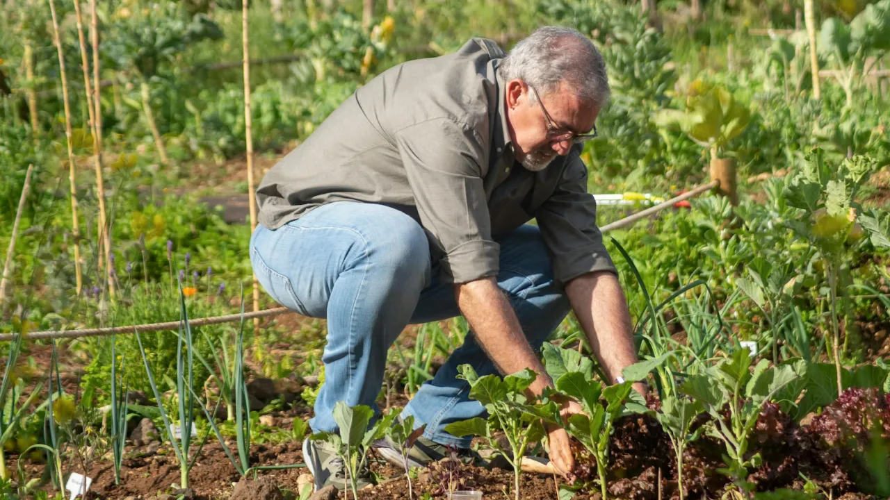 Аміак проти хруща: як зробити ґрунт непридатним для шкідників 