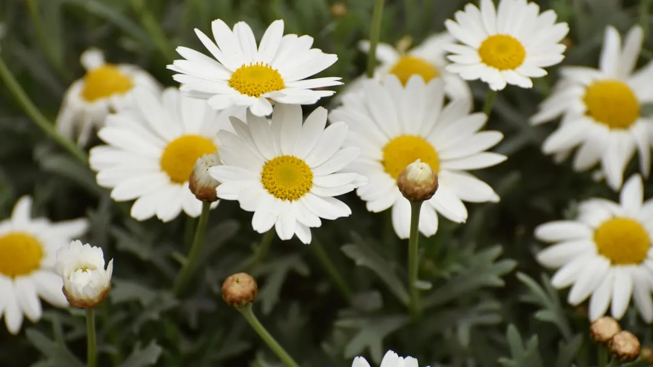 Літо буде спекотним і вологим: детальний прогноз погоди по місяцям 