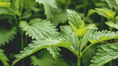 Чому досвідчені дачники не викидають кропиву — відповідь вас здивує - фото