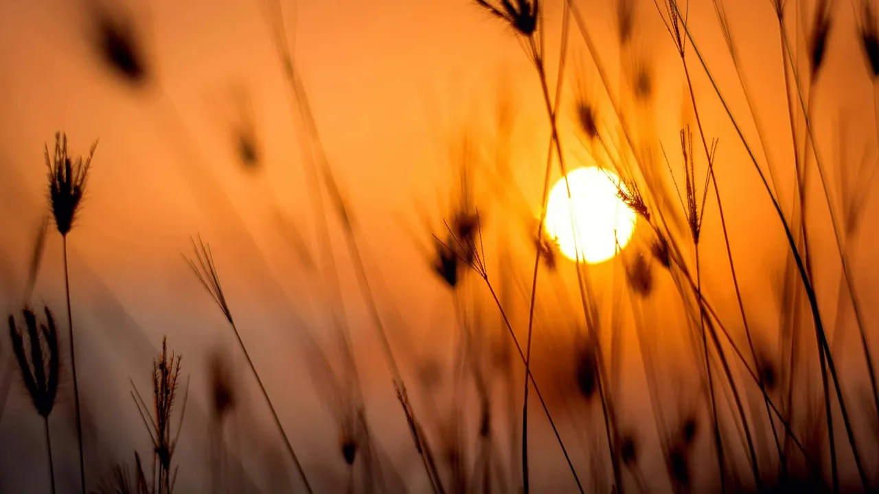 Що обіцяє літнє сонцестояння 2025: народні прикмети, які справджуються 