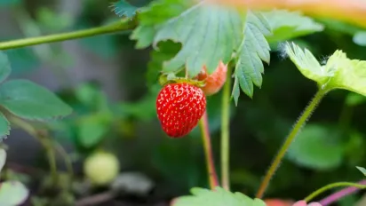 Мульчування полуниці в червні: коли, чим і як, щоб зібрати рекордний урожай - фото