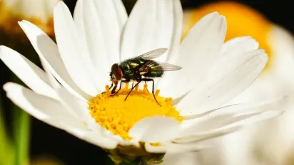 Що не можна піднімати із землі 5 червня, щоб не накликати хвороби: народні прикмети - фото