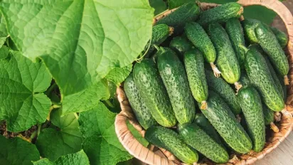 Чому жовтіє листя огірків і як з цим боротися — прості народні поради - фото