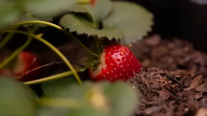 Червнева процедура, яка зробить полуницю великою та здоровою - фото