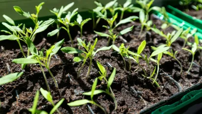 Жовті листки — не вирок: що додати у воду, щоб врятувати розсаду - фото