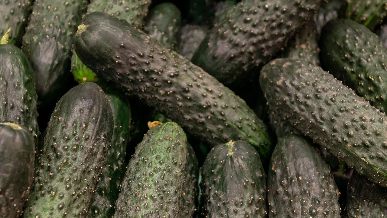 Як правильно підживлювати огірки: покрокова інструкція для рясного врожаю 