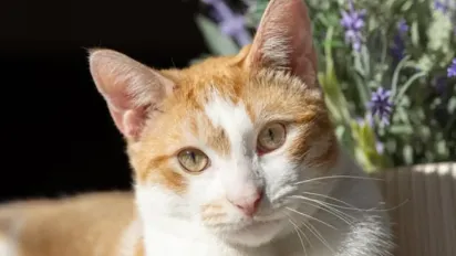 Що означає, якщо кішка завмирає і пильно дивитися на господаря: 5 причин - фото