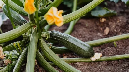 Як ефективно підживлювати кабачки та гарбузи в червні–липні для активного росту та щедрого плодоношення - фото