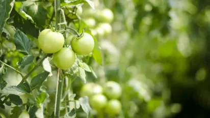 Як правильно підживити помідори деревною золою у червні — секрети для соковитого та смачного врожаю - фото