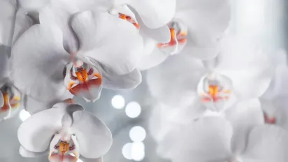 Як правильно поливати орхідею, щоб вона рясно цвіла: поради експерта - фото