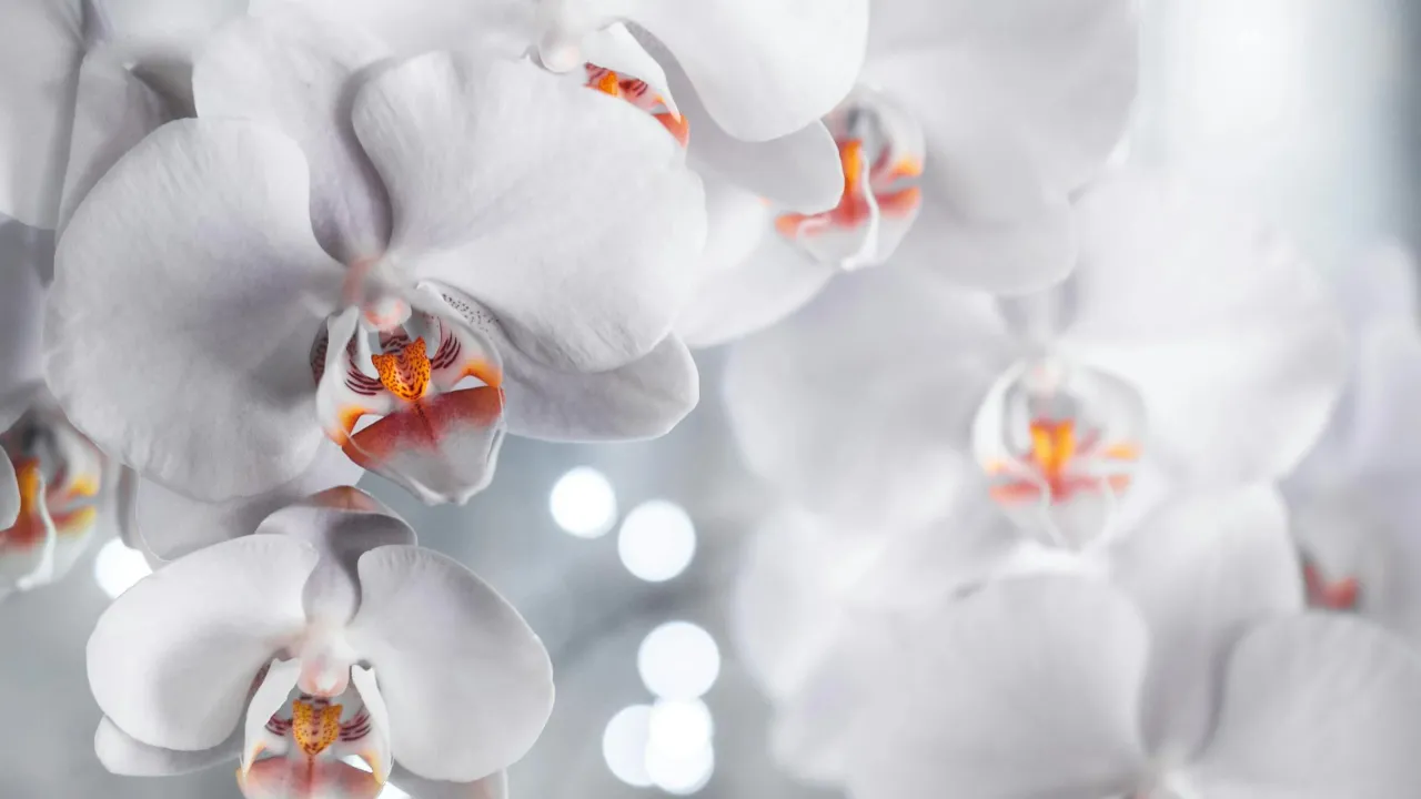 Як правильно поливати орхідею, щоб вона рясно цвіла: поради експерта 