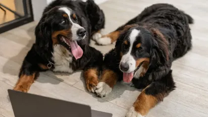 Як полегшити самопочуття домашніх тварин у спекотну погоду: поради ветеринарів - фото