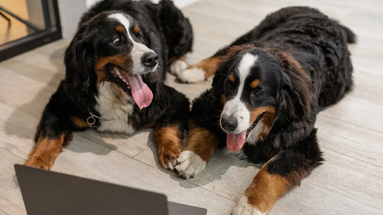 Як полегшити самопочуття домашніх тварин у спекотну погоду: поради ветеринарів 