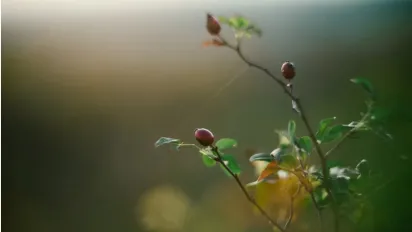 5 кущів-оберегів біля дому, які врятують ваш дім від зла: народні прикмети - фото