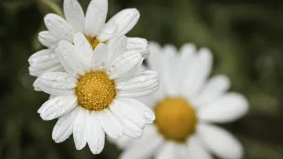 Чому 10 червня вважали найзловіснішим днем у році: народні прикмети - фото