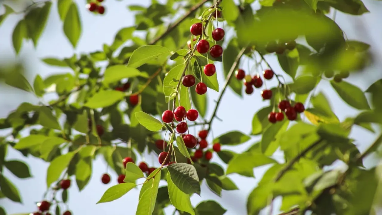 Захист ягідних дерев від птахів: альтернативи сітці для вишні та черешні 