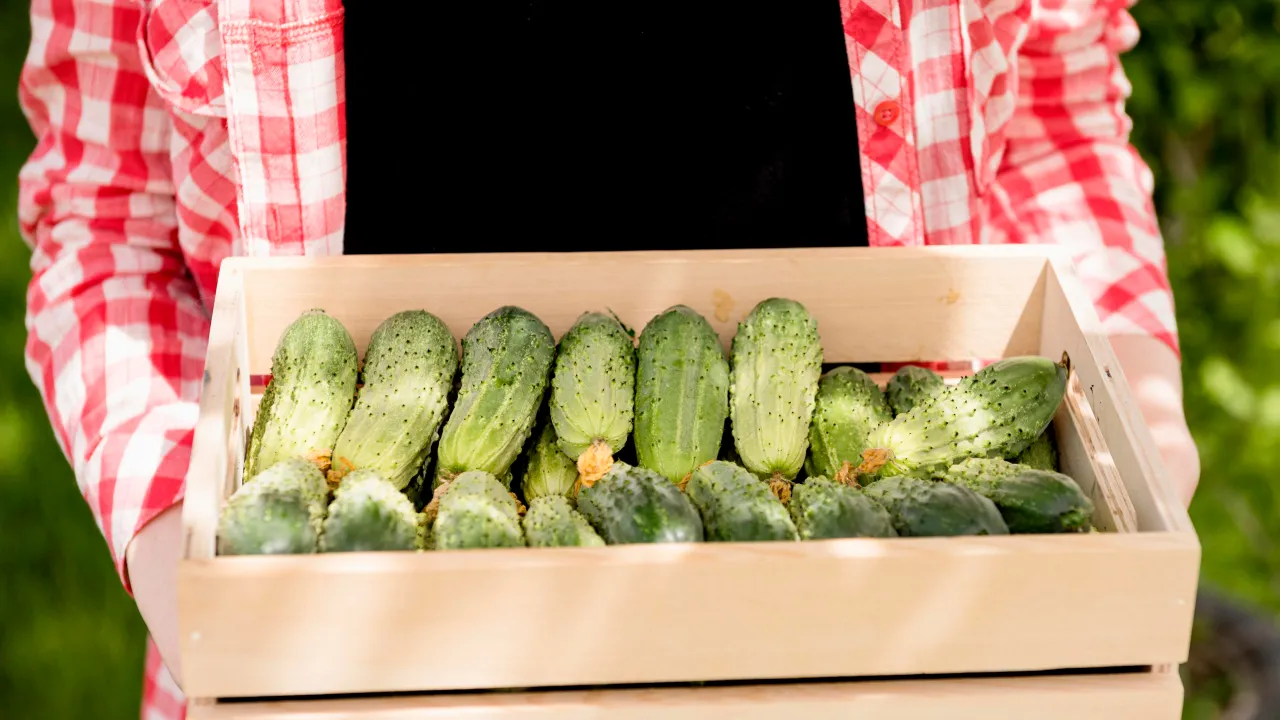 Як правильно підживити огірки золою: покроковий гід для щедрого врожаю 