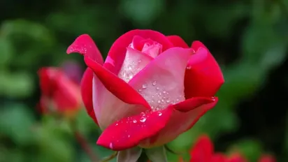 Чим підживити троянди в червні, щоб вони рясно цвіли все літо: поради садівникам - фото